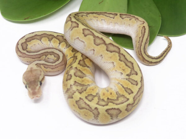 101-11C-Raven-Emperor-Pin_2024_1-600x450 Ball Pythons and other Reptiles for sale