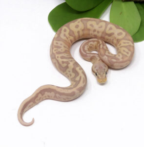 101-2A-Banana-Leopard-Pastel_2024_1-295x300 101-2A Banana Leopard Pastel_2024_1