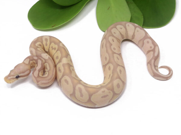 Banana Pastel (Female)