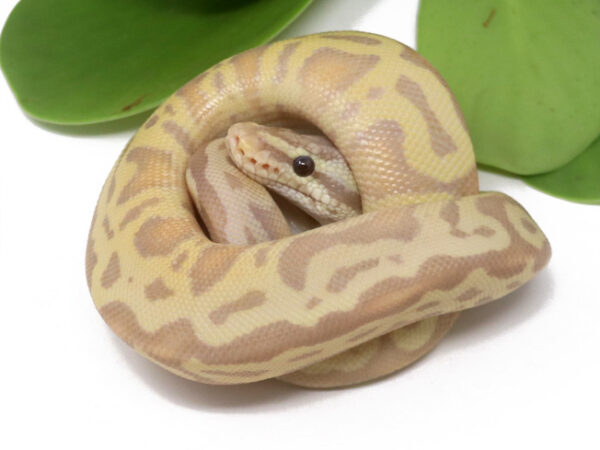 101-3C-Banana-Leopard-Pastel_2024_1-600x450 Ball Pythons and other Reptiles for sale