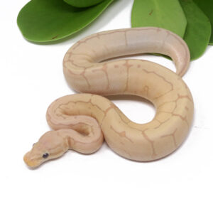 101-4B-Banana-Pin_2024_1-300x287 101-4B Banana Pin_2024_1