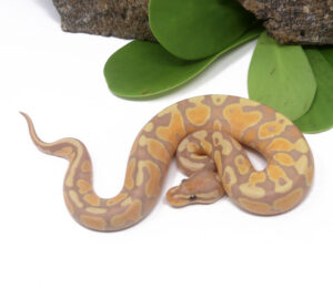 101-8B-Banana_2024_1-300x270 101-8B Banana_2024_1