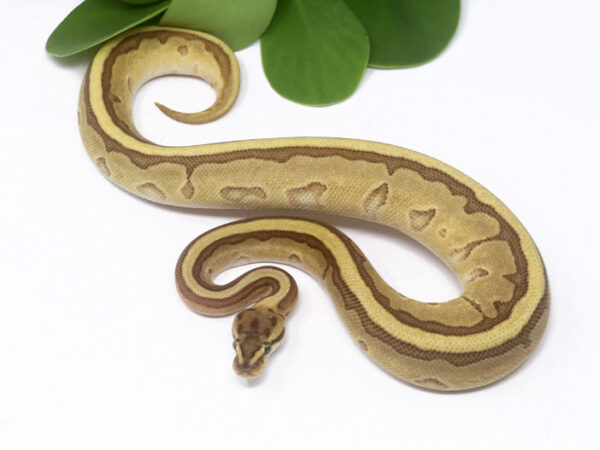 Kingpin Leopard Enchi (Female)