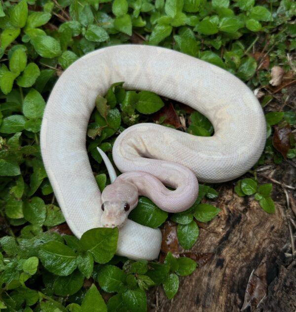 111-11b-600x632 Ball Pythons and other Reptiles for sale