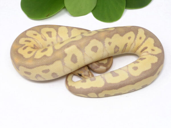 Banana Clown (Female)