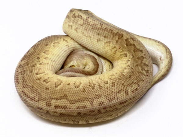 Leopard Emperor Pin (Female)