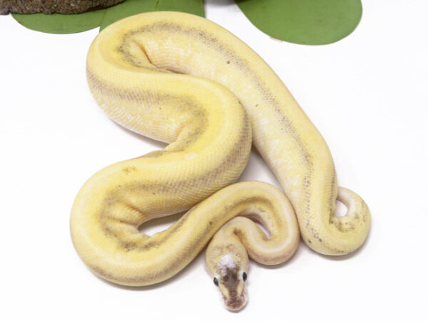 Champagne Bamboo Het Red Axanthic (Male)