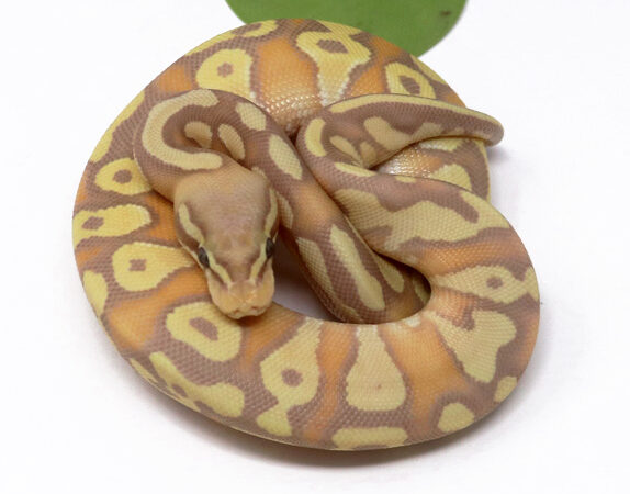 Banana Moochie Pastel (Female)
