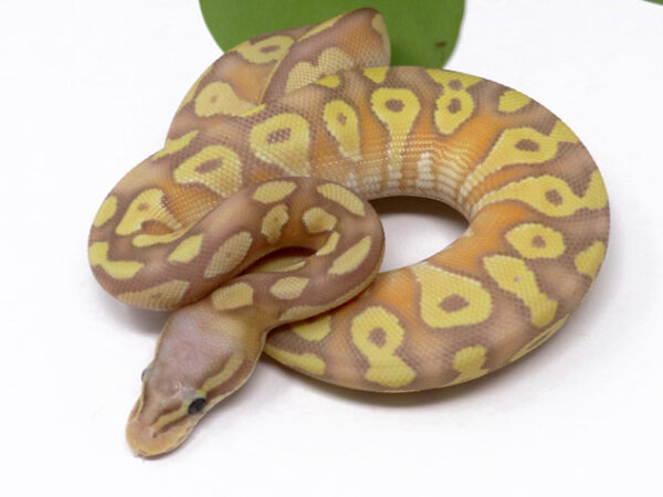 Banana Pastave (Female)
