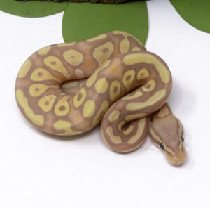 5-11C-Banana-Pastave_2024_1-300x296 5-11C Banana Pastave_2024_1