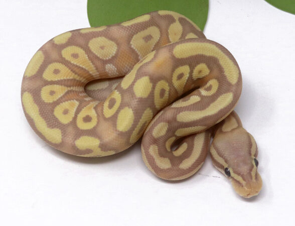 Banana Pastave (Female)