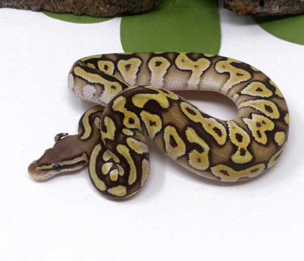 5-13A-Pastave_2024_1-600x516 Ball Pythons and other Reptiles for sale