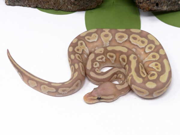 Banana Pastave (Female)