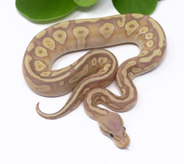 5-14B-Banana-Pastave_2024_1-600x533 Ball Pythons and other Reptiles for sale