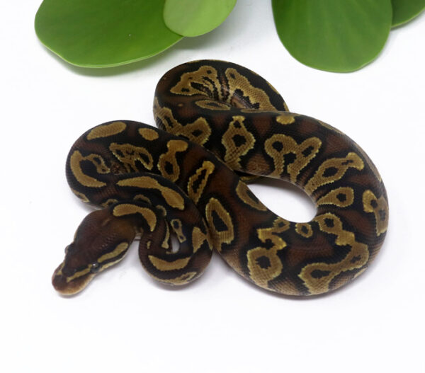 5-14C-Bongo-YB-Gravel_2024_1-600x527 Ball Pythons and other Reptiles for sale