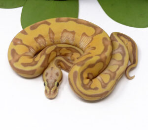 5-7C-Banana-Enchi-Pastel_2024_1-300x262 5-7C Banana Enchi Pastel_2024_1