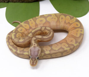 5-8A-Banana-Pastel_2024_1-300x258 5-8A Banana Pastel_2024_1