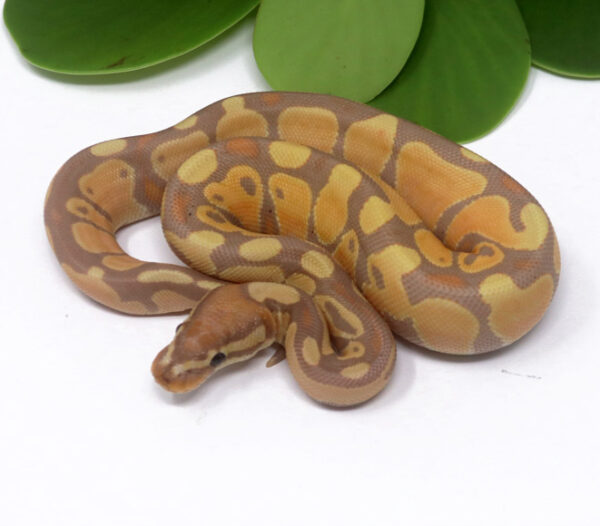 6-17B-Banana_2024_1-600x526 Ball Pythons and other Reptiles for sale