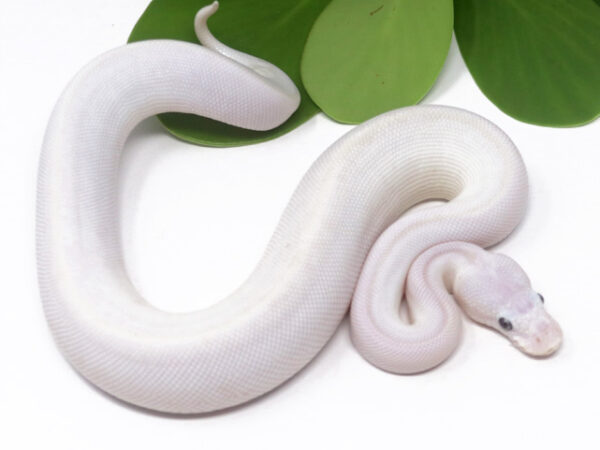 Blue Eye Leucistic (Female)