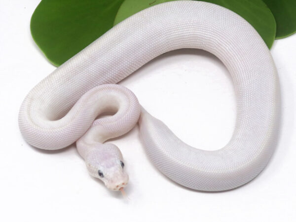 Blue Eye Leucistic (Female)