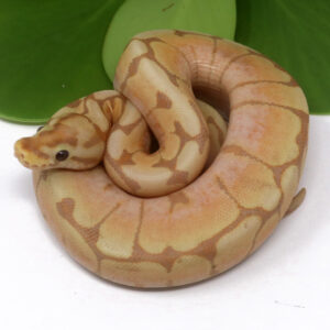 6-4A-Banana-Spider_2024_1-300x300 6-4A Banana Spider_2024_1