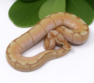 6-5B-Banana-Spider_2024_1-300x264 6-5B Banana Spider_2024_1