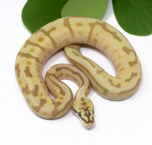 6-6C-Bamboo-Leopard-Queen-Bee-Enchi_2024_1-300x285 6-6C Bamboo Leopard Queen Bee Enchi_2024_1