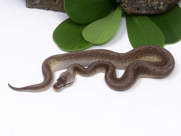 Leopard Pewter Blast (Male)