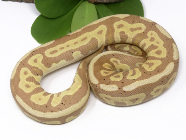 Banana Leopard Cinnamon (Female)
