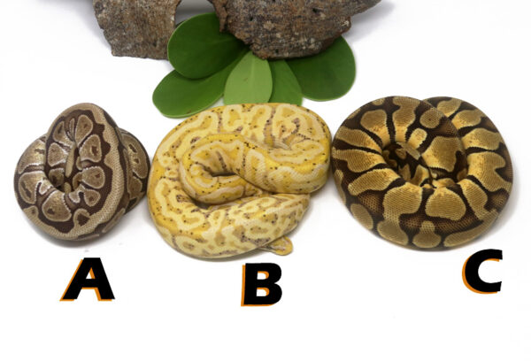 GB1477-600x408 Ball Pythons and other Reptiles for sale