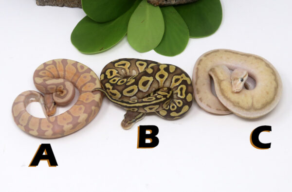 GB1479-600x395 Ball Pythons and other Reptiles for sale