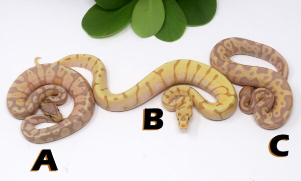 GB1480-600x361 Ball Pythons and other Reptiles for sale