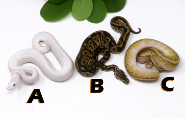 GB1481-600x387 Ball Pythons and other Reptiles for sale