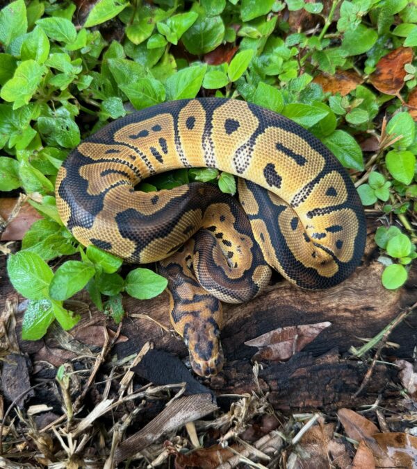 wr-6a-600x676 Ball Pythons and other Reptiles for sale