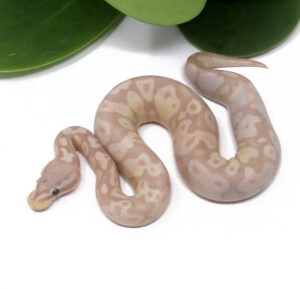 102-10B-Super-CG-Pastel_2024_1-300x289 102-10B Super CG Pastel_2024_1