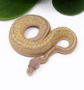 102-13B-Banana-Bongo-Pastel_2024_1-280x300 102-13B Banana Bongo Pastel_2024_1