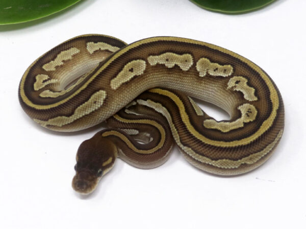 Bongo Mojave (Female)