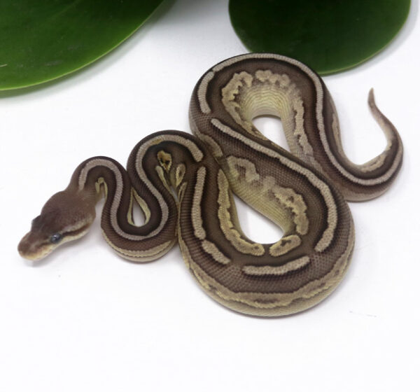 102-14B-Bongo-Pewter-Mojave_2024_1-600x560 Ball Pythons and other Reptiles for sale