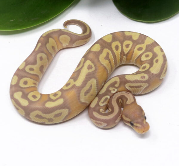 102-14C-Banana-Mojave_2024_1-600x557 Ball Pythons and other Reptiles for sale