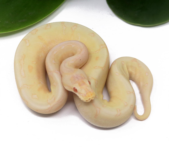 102-15C-Albino-Spider_2024_1 Ball Pythons and other Reptiles for sale