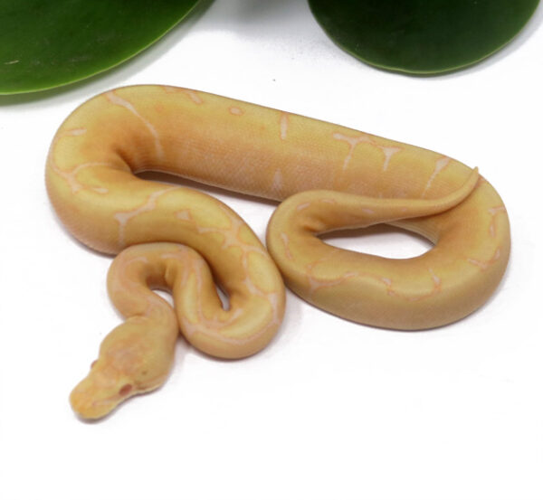 102-16A-Albino-Spider_2024_1-600x553 Ball Pythons and other Reptiles for sale