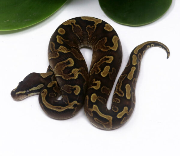 102-16C-GHI-YB_2024_1-600x521 Ball Pythons and other Reptiles for sale