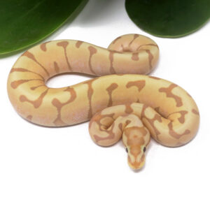 102-3C-Banana-Enchi-Woma_2024_1-300x282 102-3C Banana Enchi Woma_2024_1