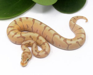 102-4C-Banana-Enchi-Woma_2024_1-300x242 102-4C Banana Enchi Woma_2024_1