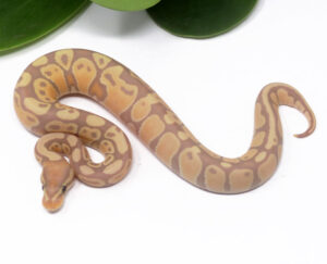 102-5A-Banana_2024_1-300x243 102-5A Banana_2024_1