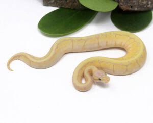 102-7C-Banana-Pin_2024_1-300x241 102-7C Banana Pin_2024_1