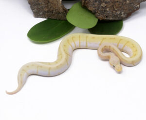 102-9B-Banana-Spinner-Blast_2024_1-300x246 102-9B Banana Spinner Blast_2024_1