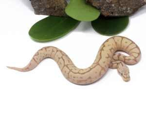 102-9C-Banana-Leopard-Bee_2024_1-300x256 102-9C Banana Leopard Bee_2024_1