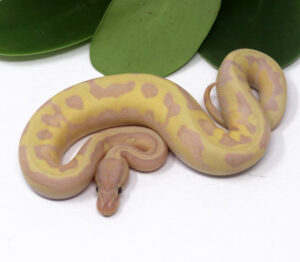 103-10A-Super-Banana-Pied-Enchi_2024_1-300x262 103-10A Super Banana Pied Enchi_2024_1