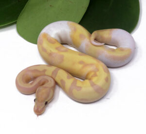 103-10B-Super-Banana-Pied-Enchi_2024_1-300x276 103-10B Super Banana Pied Enchi_2024_1